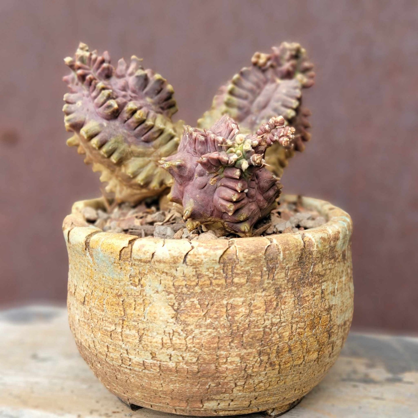 Gymnocalycium monstrose cv. Kikko