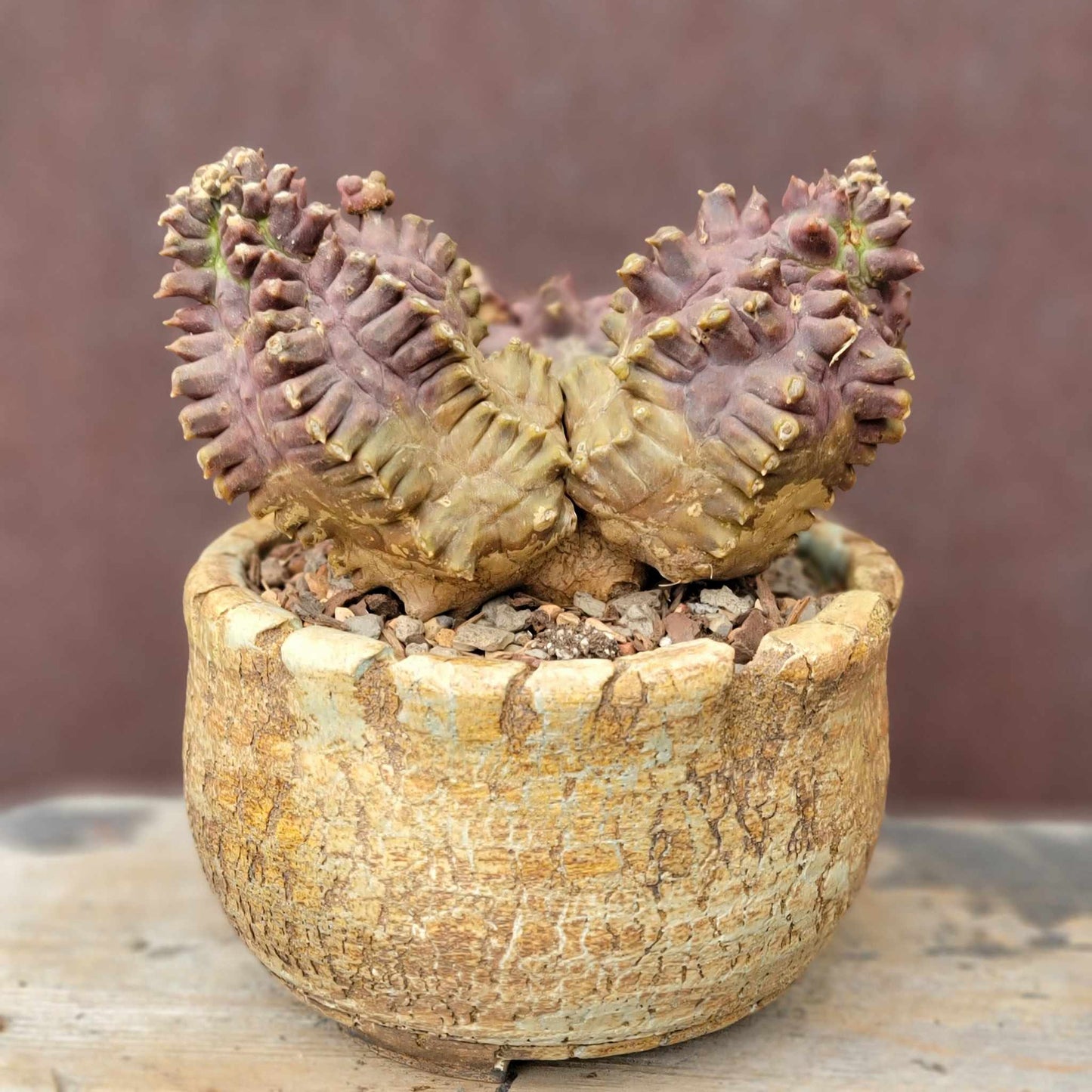 Gymnocalycium monstrose cv. Kikko