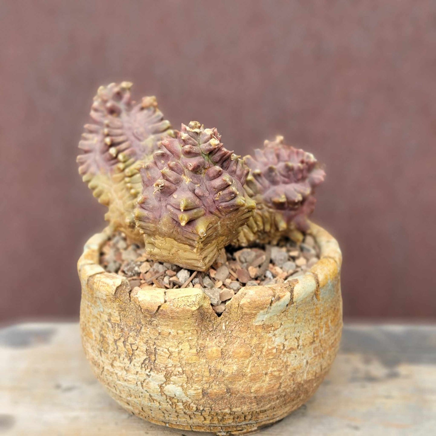 Gymnocalycium monstrose cv. Kikko