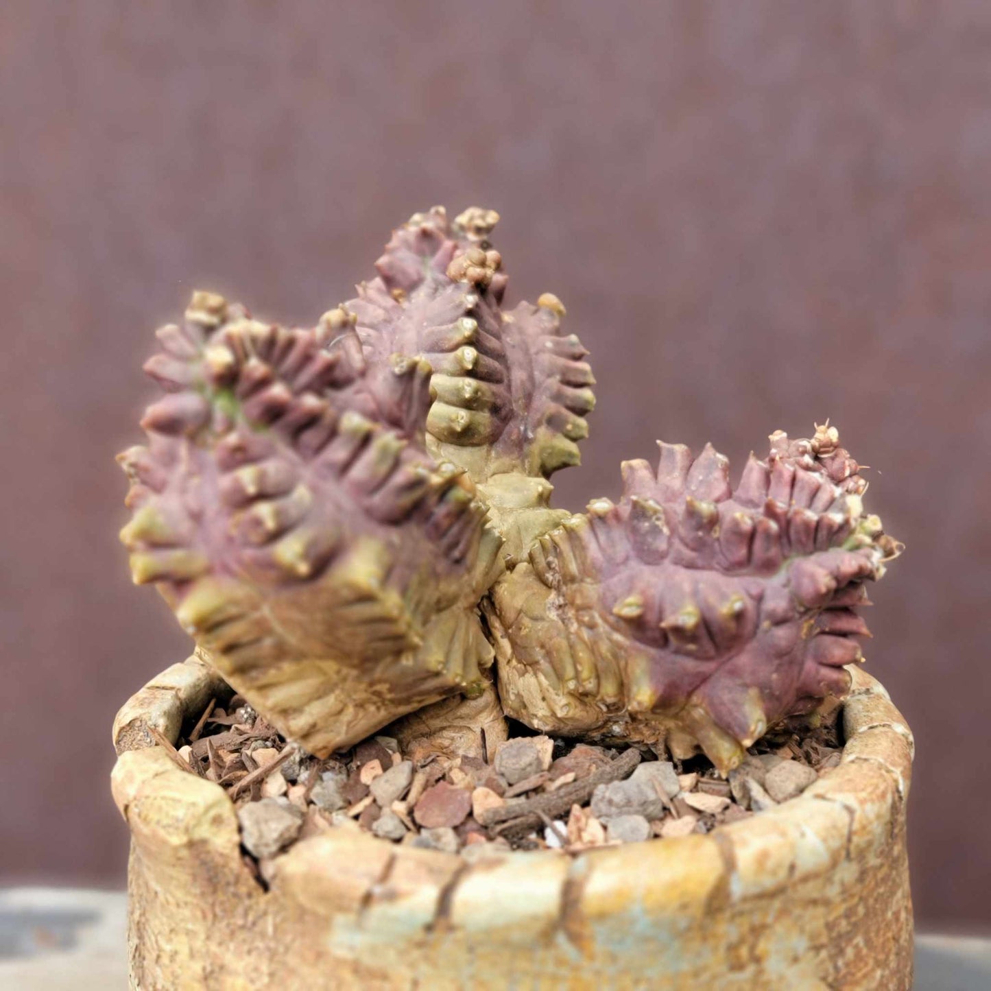 Gymnocalycium monstrose cv. Kikko