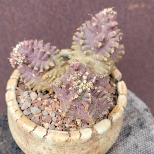 Gymnocalycium monstrose cv. Kikko
