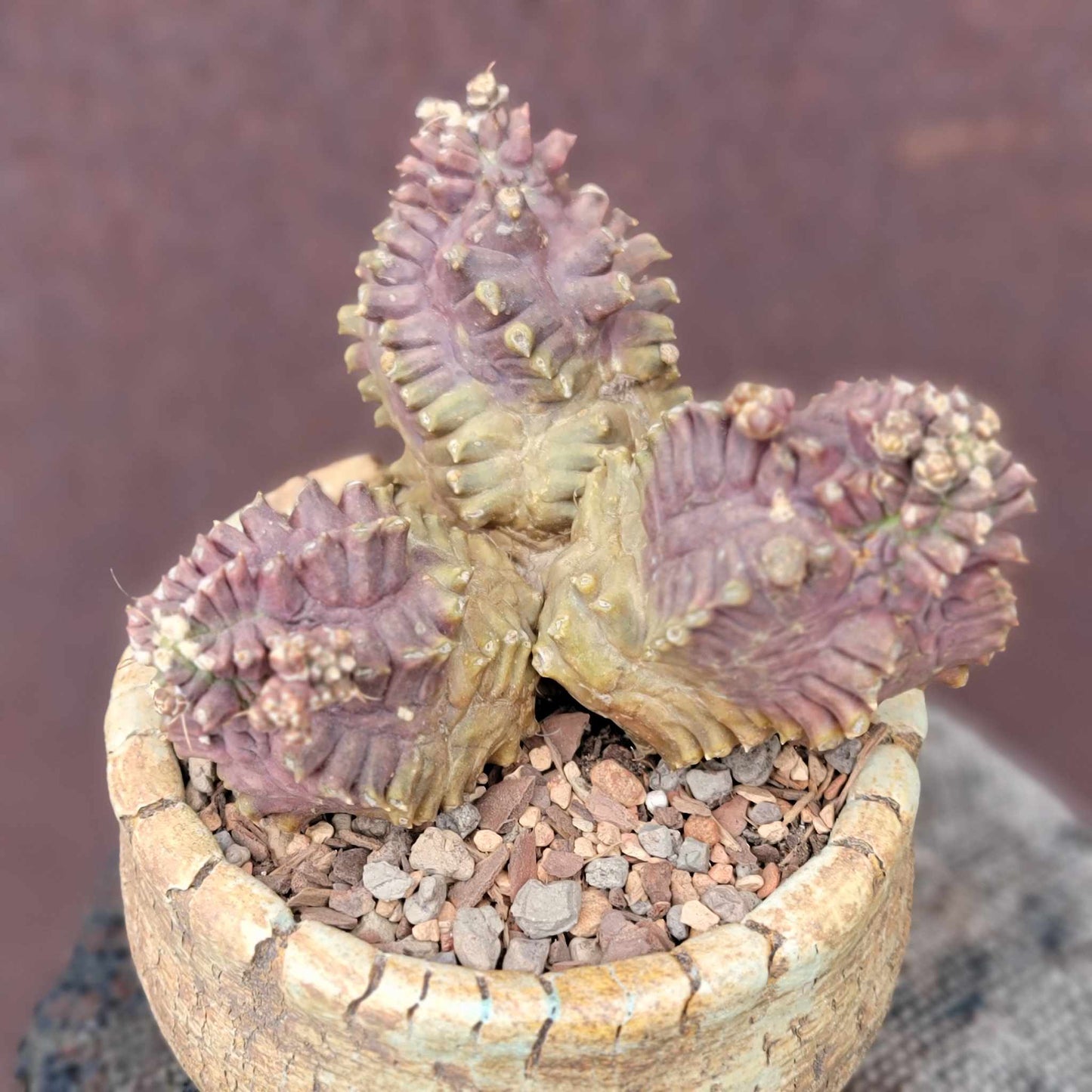 Gymnocalycium monstrose cv. Kikko