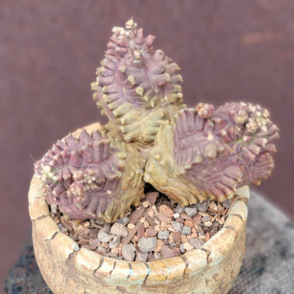Gymnocalycium monstrose cv. Kikko