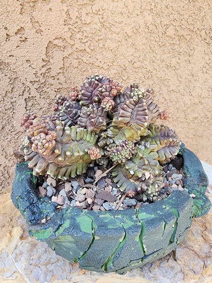 Gymnocalycium monstrose cv. Kikko