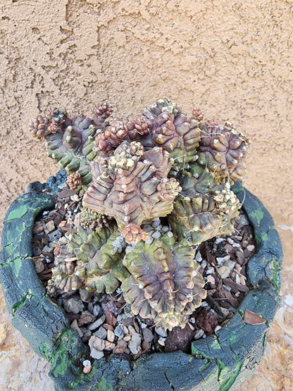 Gymnocalycium monstrose cv. Kikko