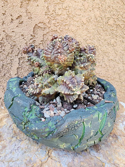 Gymnocalycium monstrose cv. Kikko