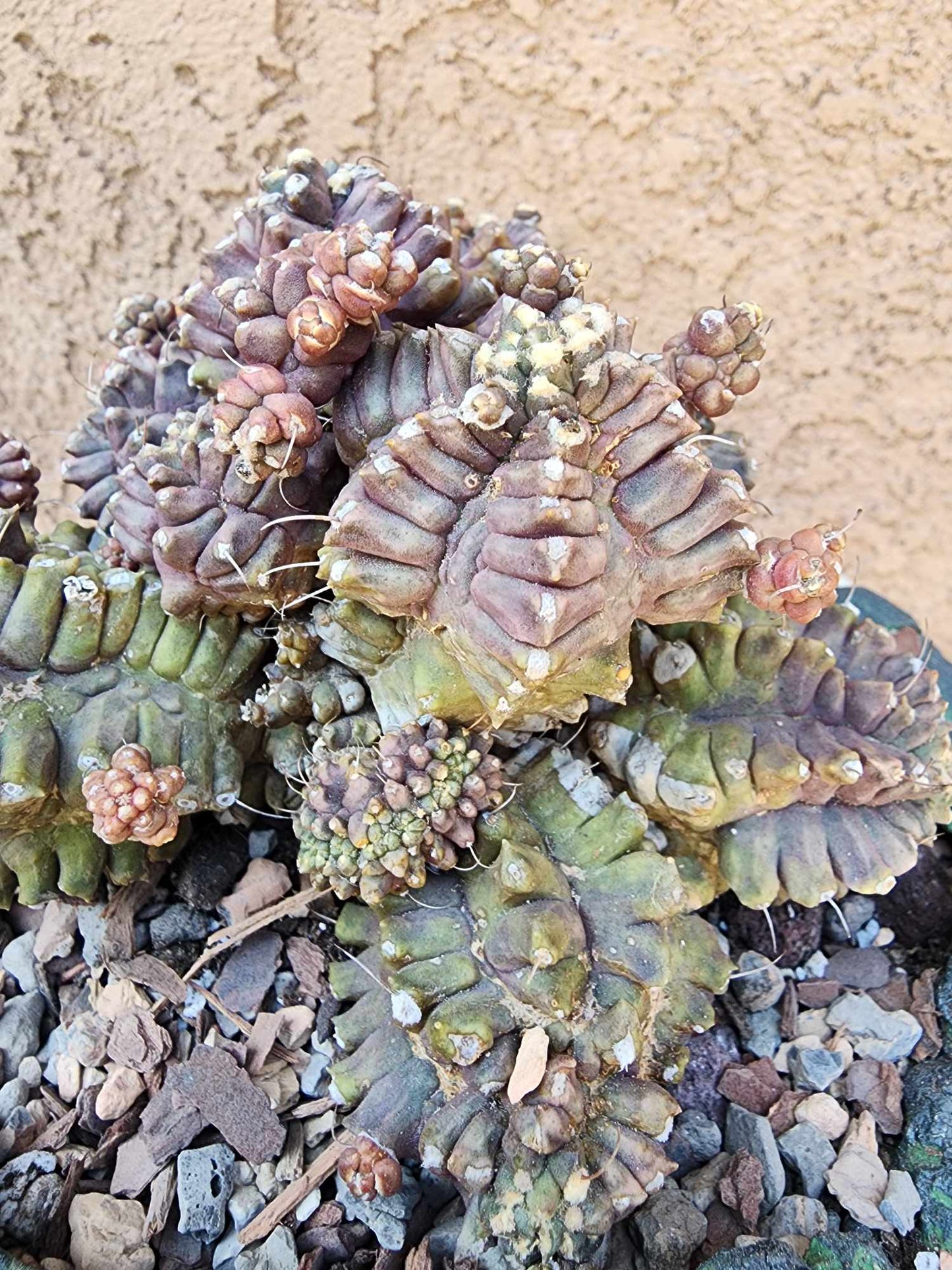 Gymnocalycium monstrose cv. Kikko