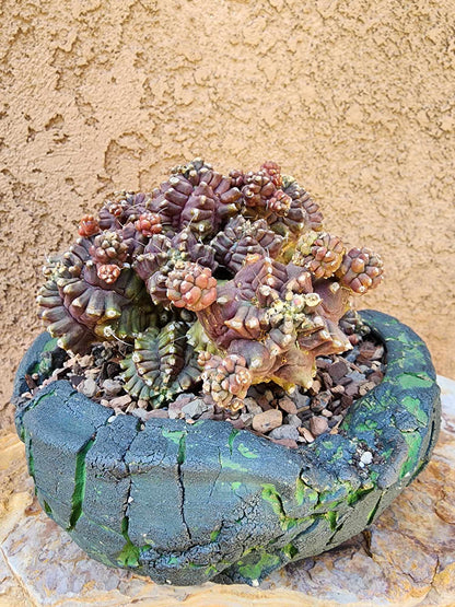 Gymnocalycium monstrose cv. Kikko