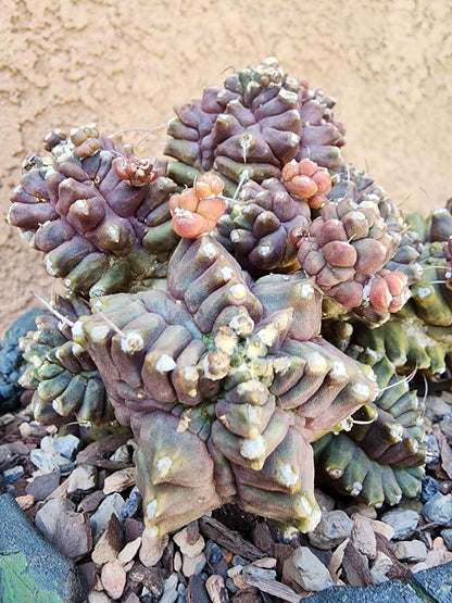 Gymnocalycium monstrose cv. Kikko