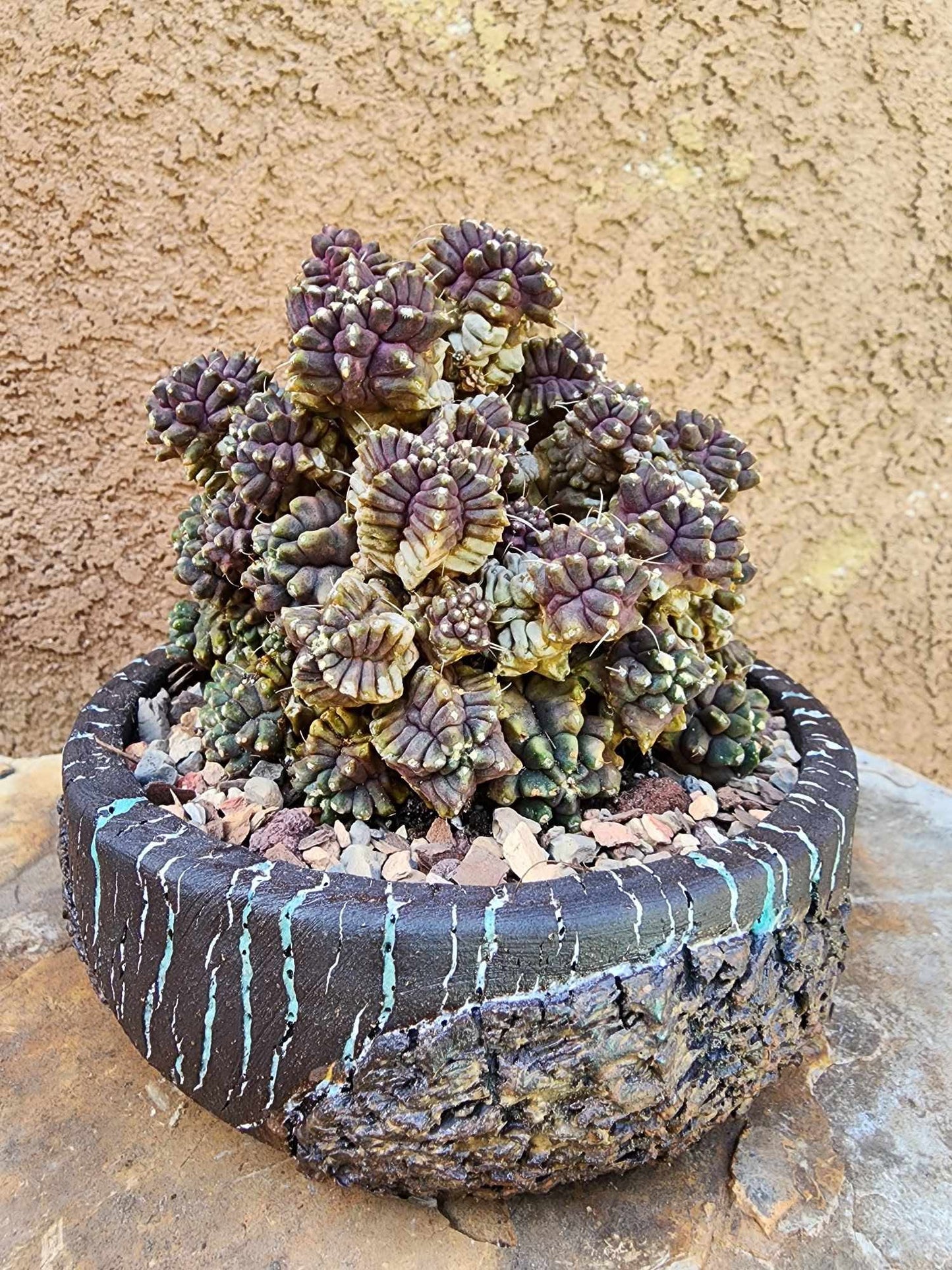 Gymnocalycium monstrose cv. Kikko
