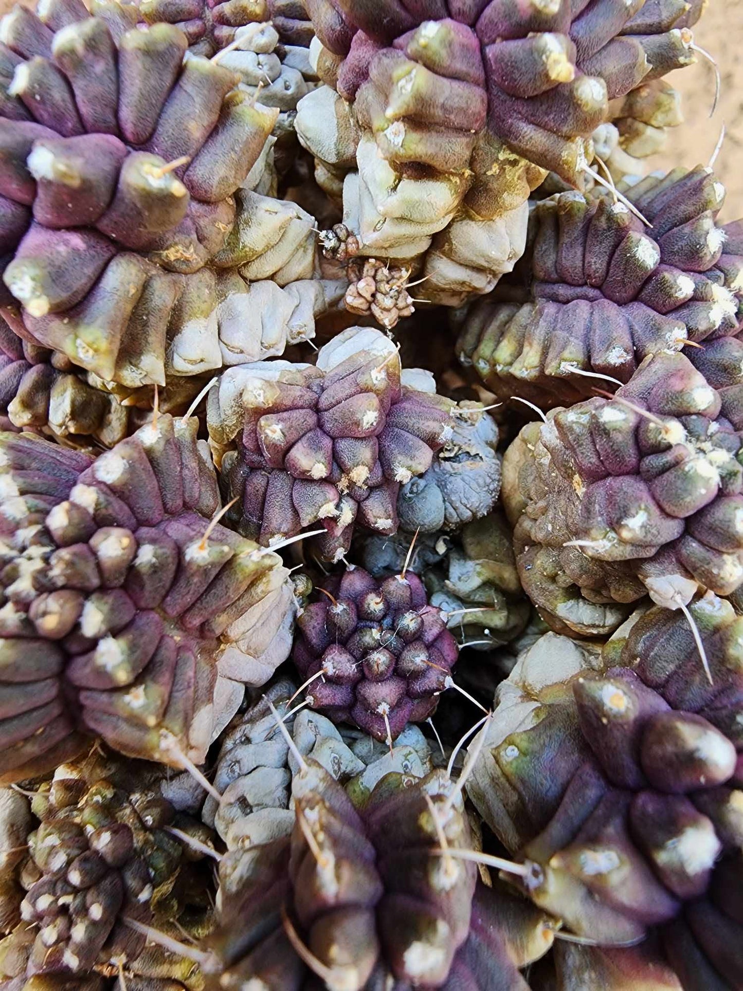Gymnocalycium monstrose cv. Kikko