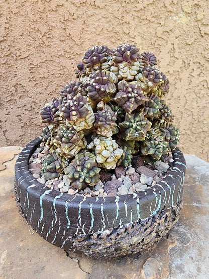 Gymnocalycium monstrose cv. Kikko