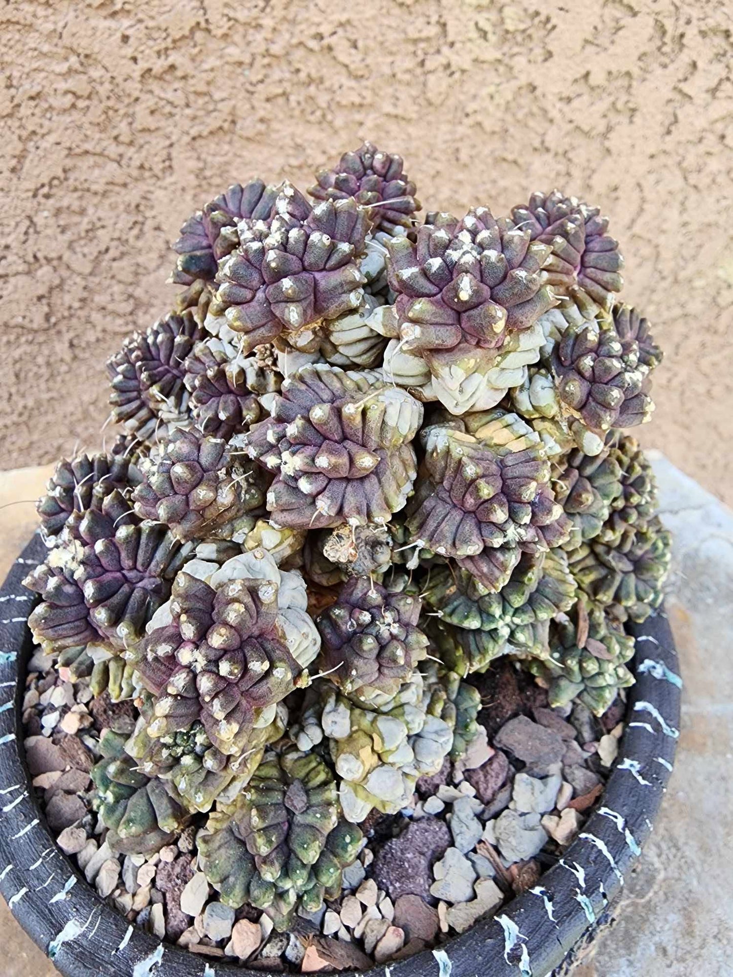 Gymnocalycium monstrose cv. Kikko