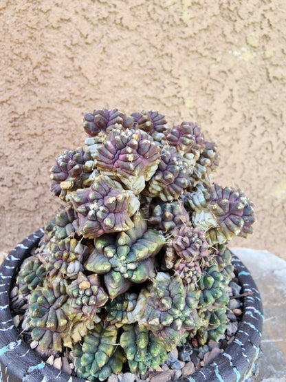 Gymnocalycium monstrose cv. Kikko