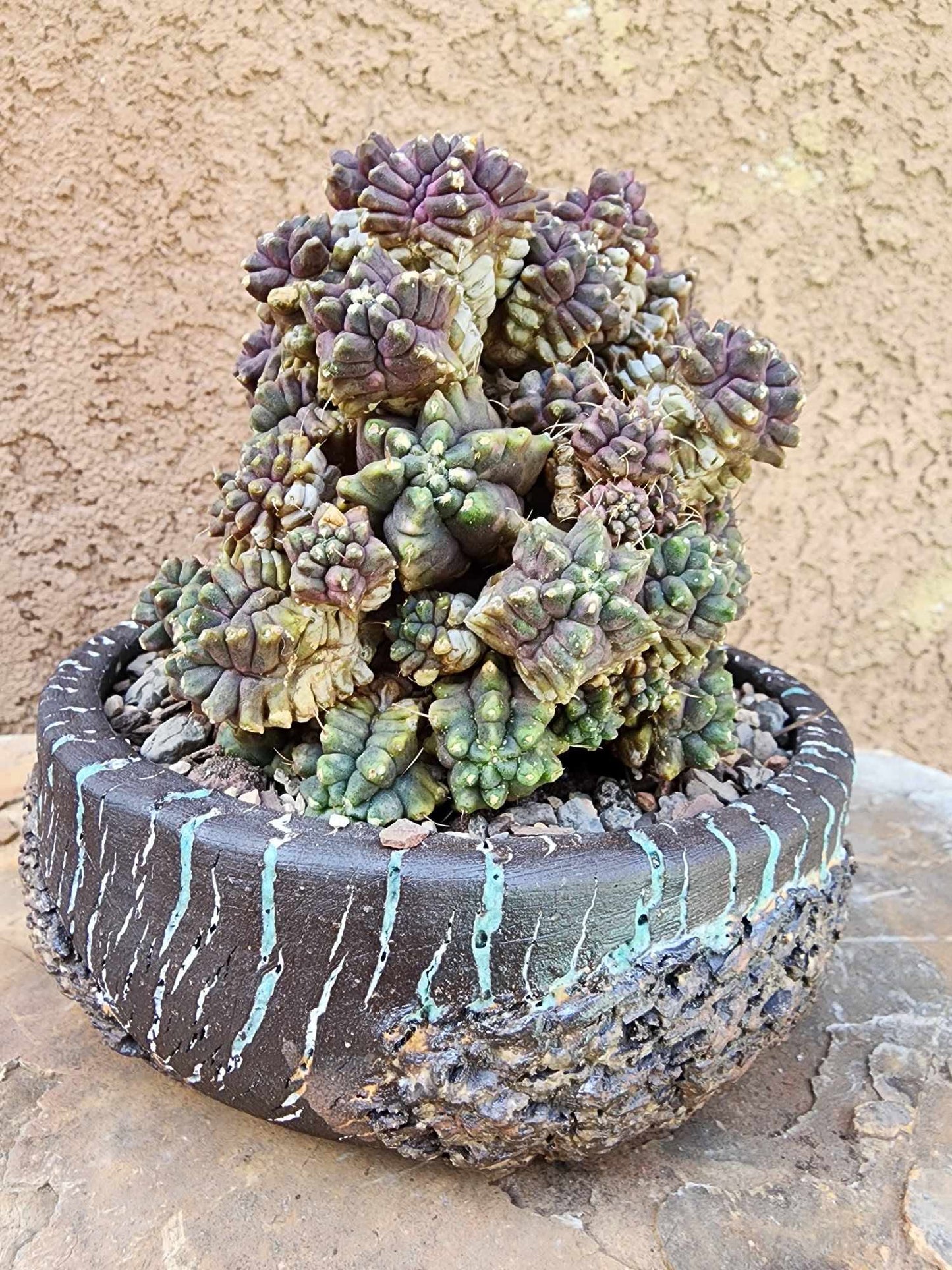 Gymnocalycium monstrose cv. Kikko