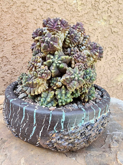 Gymnocalycium monstrose cv. Kikko