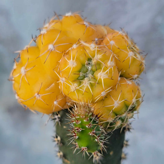 Gymnocalycium quehlianum f.  variegata - 4 Heads