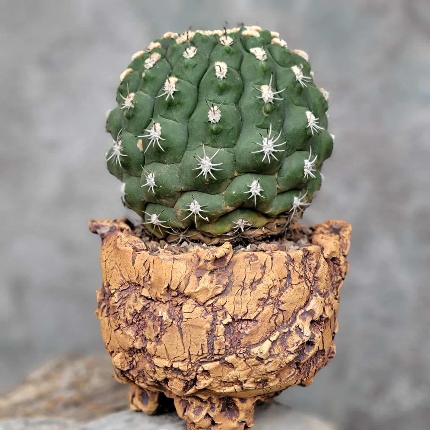 Gymnocalycium saglionis - BIG!  Only 1!