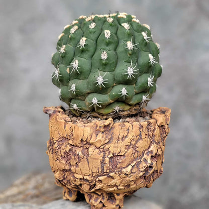 Gymnocalycium saglionis - BIG!  Only 1!