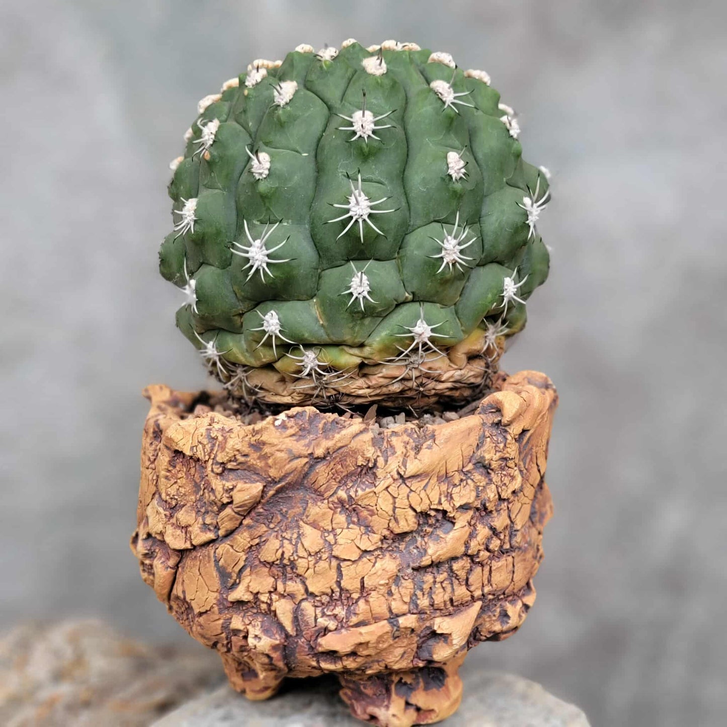 Gymnocalycium saglionis - BIG!  Only 1!