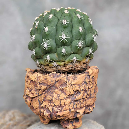 Gymnocalycium saglionis - BIG!  Only 1!