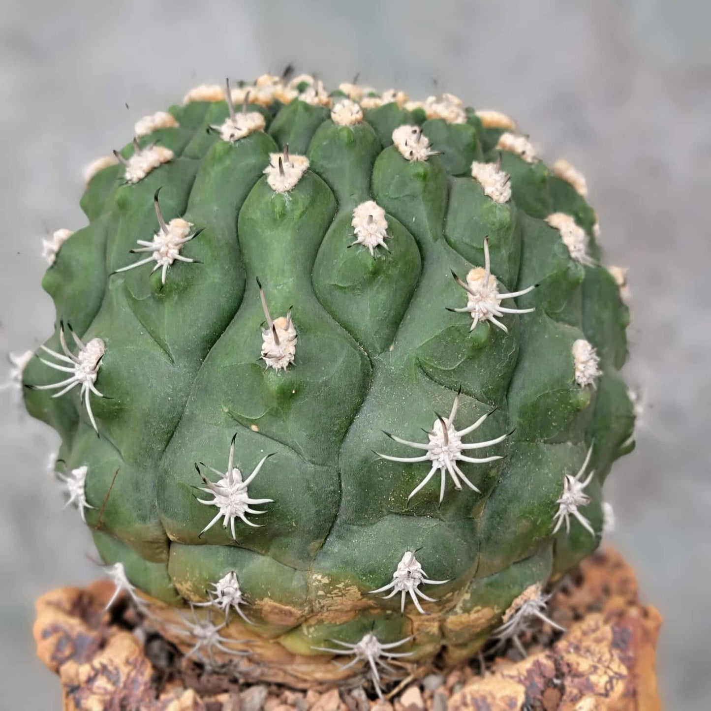 Gymnocalycium saglionis - BIG!  Only 1!