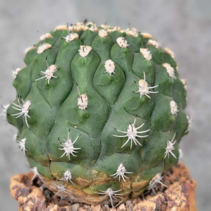Gymnocalycium saglionis - BIG!  Only 1!