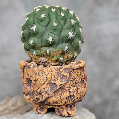 Gymnocalycium saglionis - BIG!  Only 1!