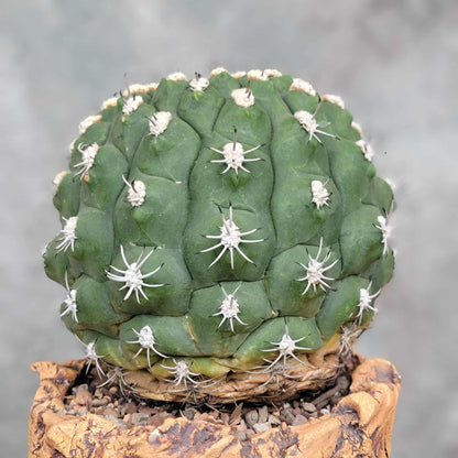 Gymnocalycium saglionis - BIG!  Only 1!