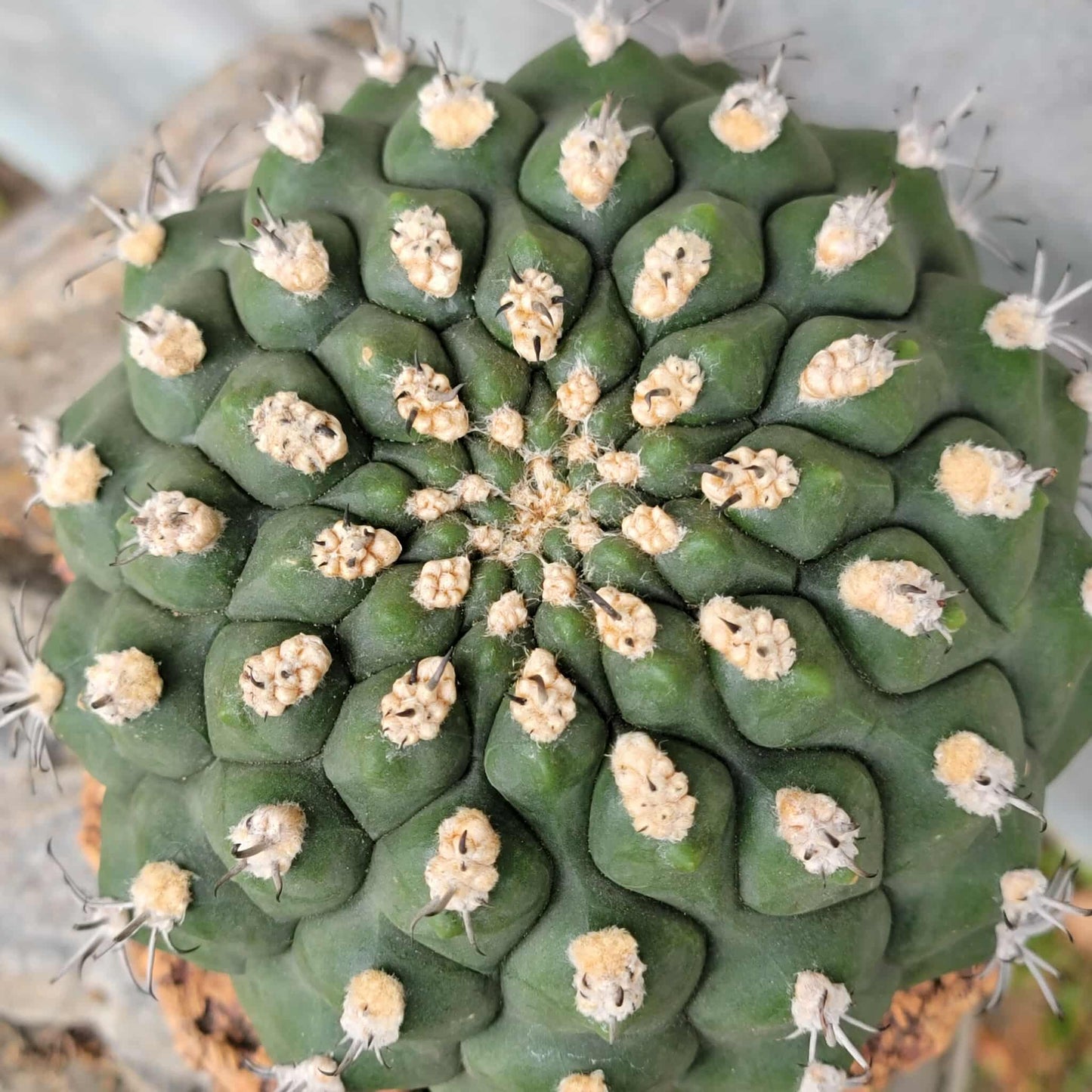 Gymnocalycium saglionis - BIG!  Only 1!