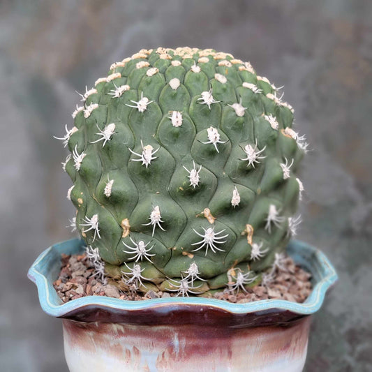Gymnocalycium saglionis - HUGE!  Only 1!