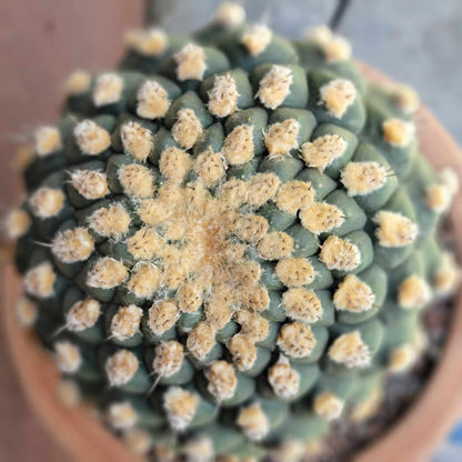 Gymnocalycium saglionis - HUGE!