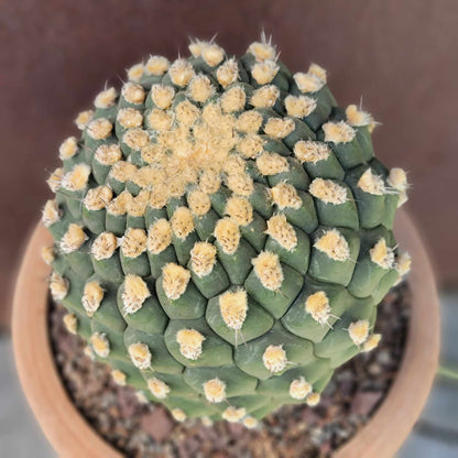 Gymnocalycium saglionis - HUGE!