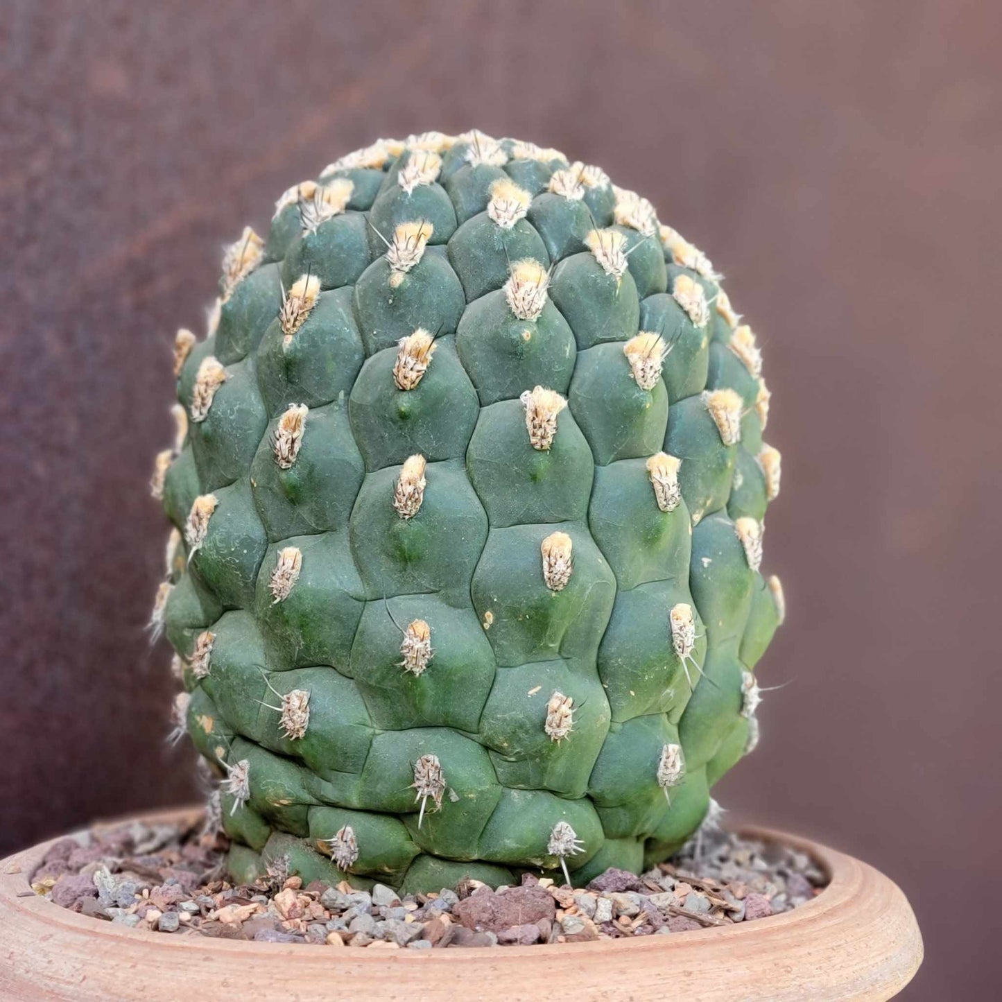 Gymnocalycium saglionis - HUGE!