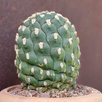 Gymnocalycium saglionis - HUGE!