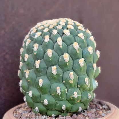 Gymnocalycium saglionis - HUGE!