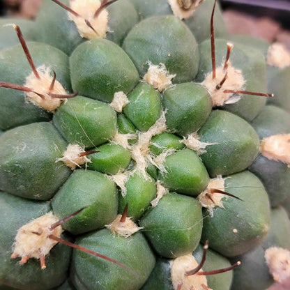 Gymnocalycium saglionis