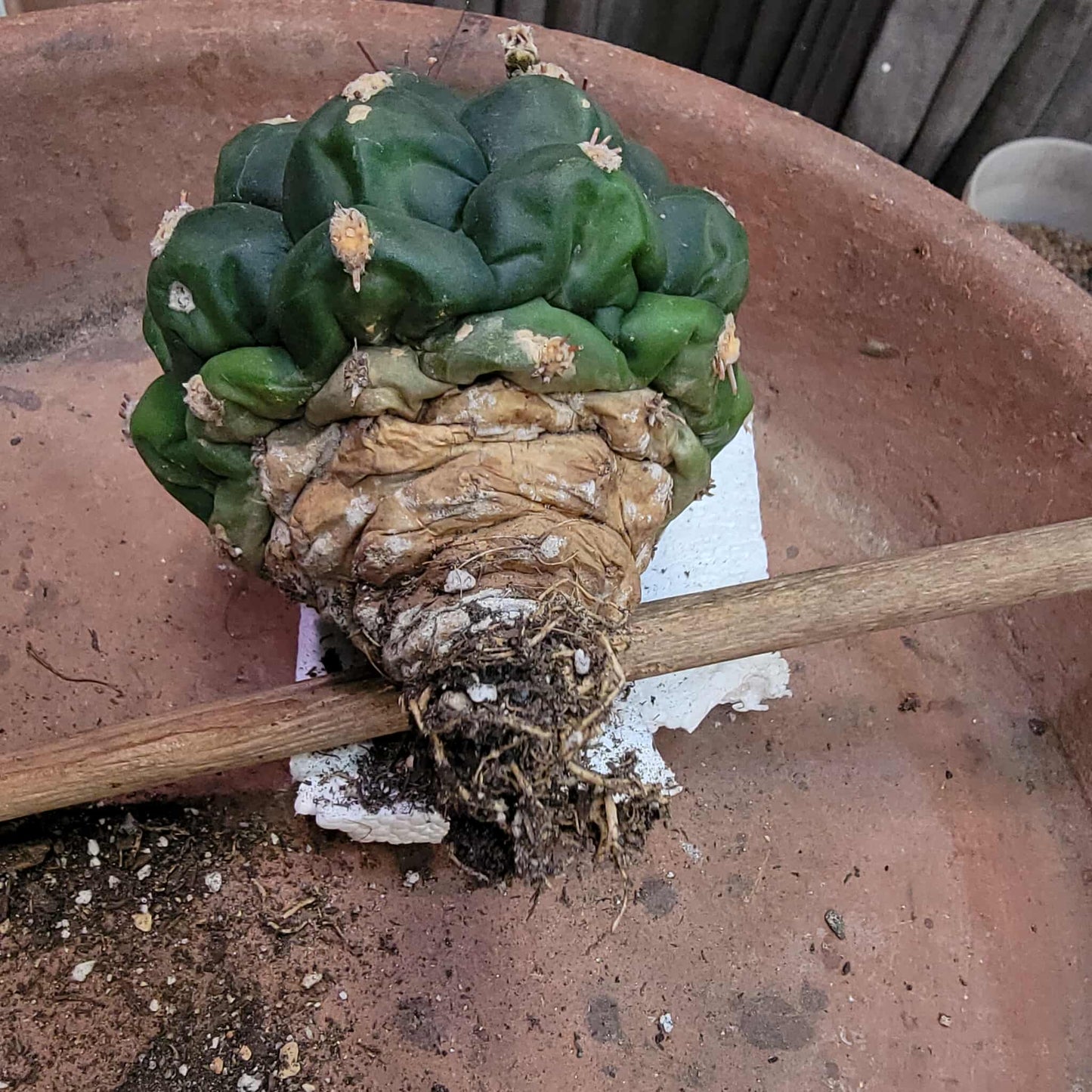 Gymnocalycium saglionis