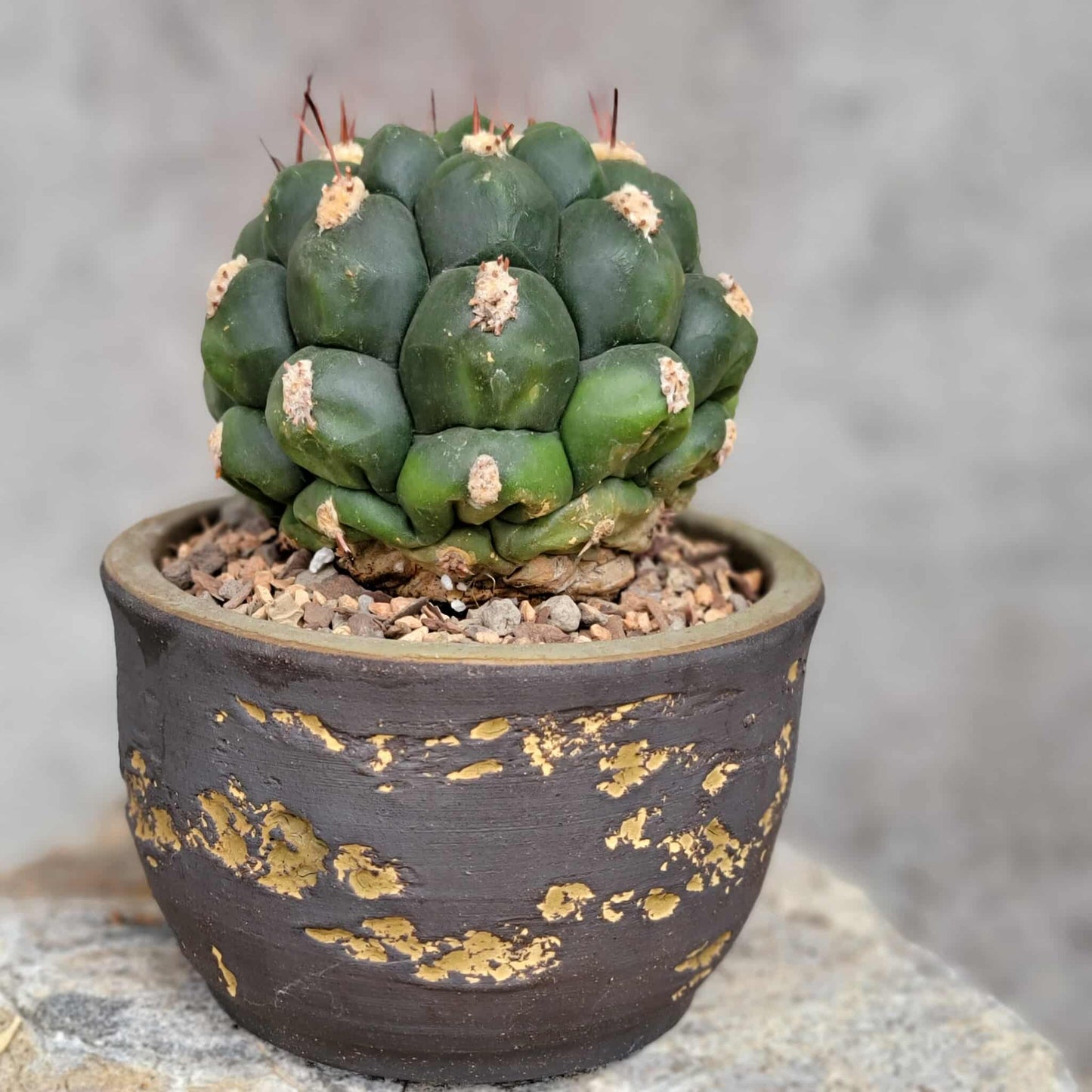 Gymnocalycium saglionis
