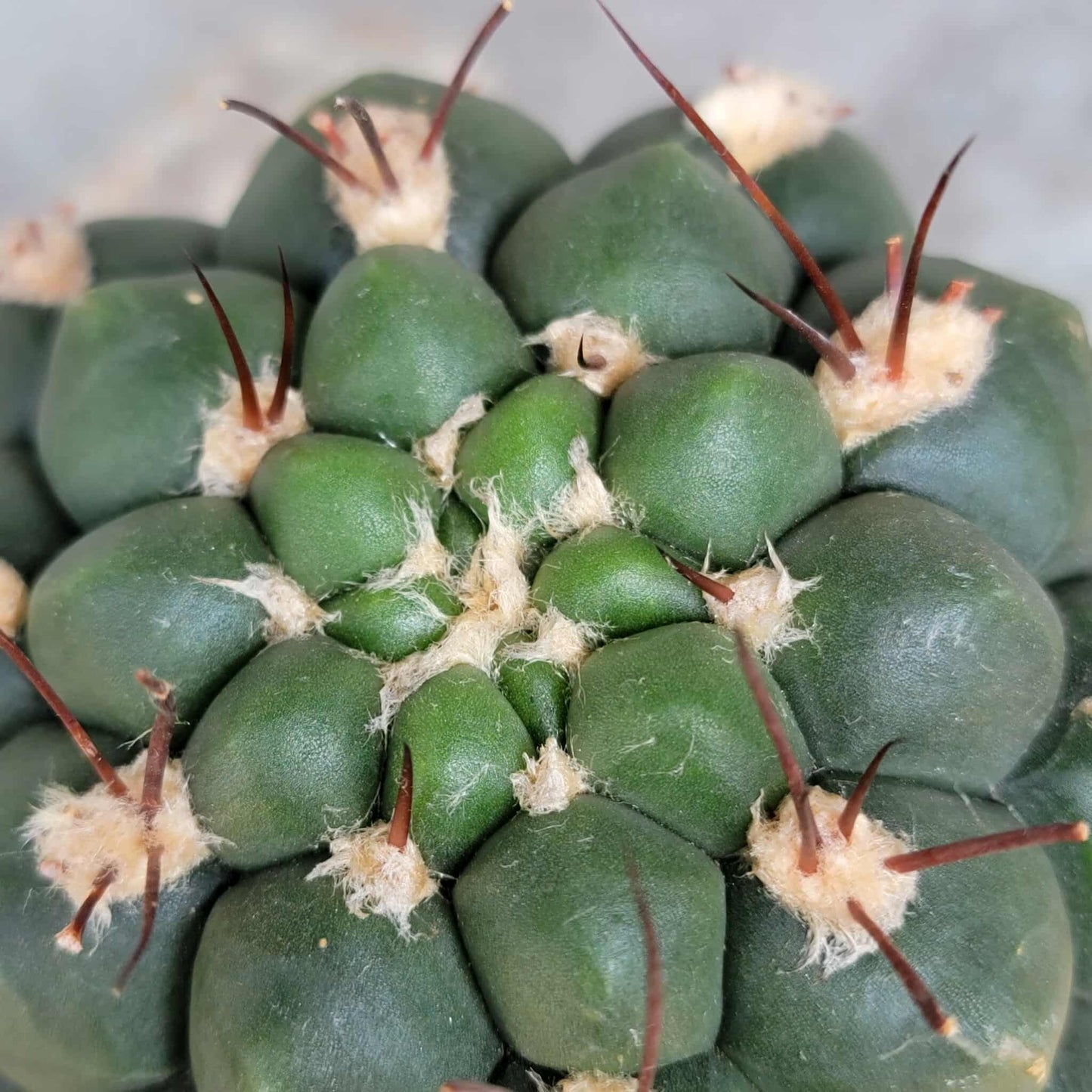 Gymnocalycium saglionis