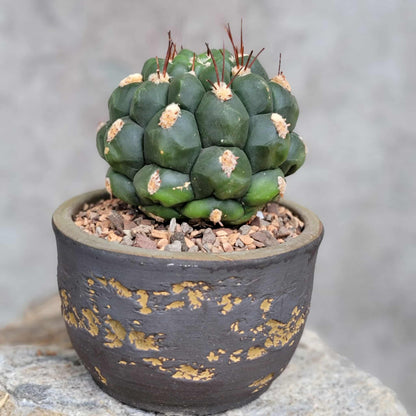 Gymnocalycium saglionis