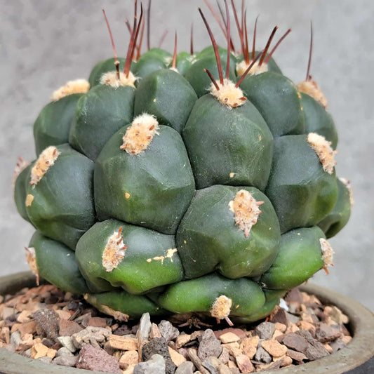 Gymnocalycium saglionis - Large