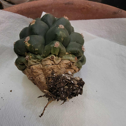 Gymnocalycium saglionis - Large