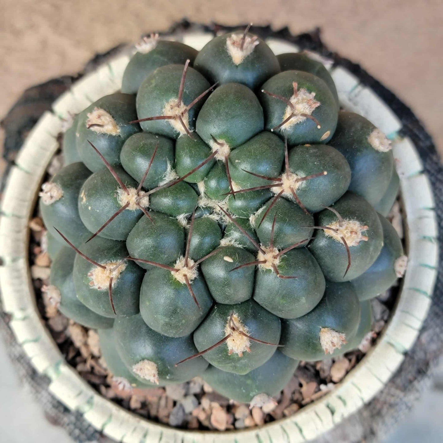Gymnocalycium saglionis - Large