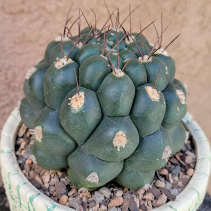 Gymnocalycium saglionis - Large