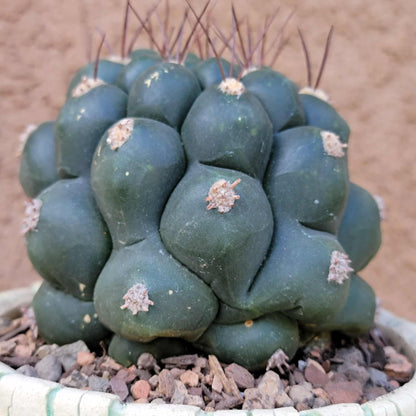 Gymnocalycium saglionis - Large