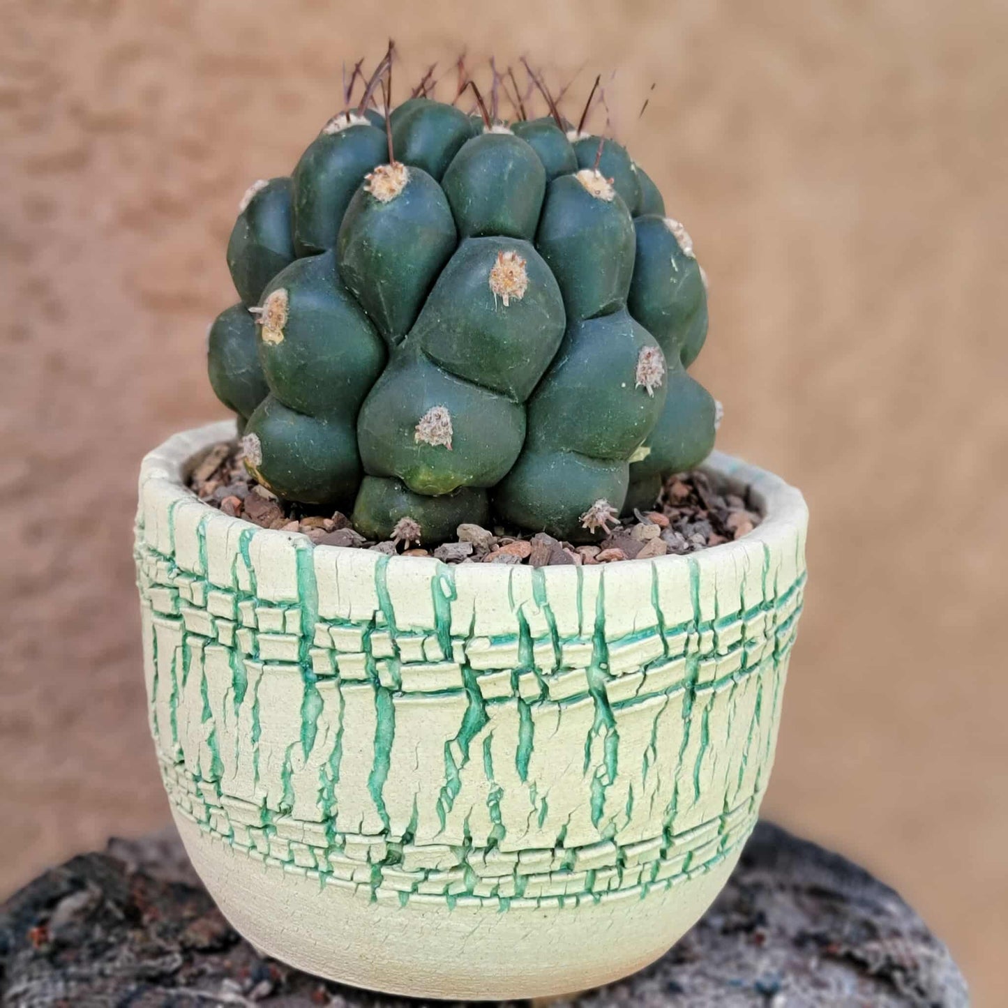 Gymnocalycium saglionis - Large