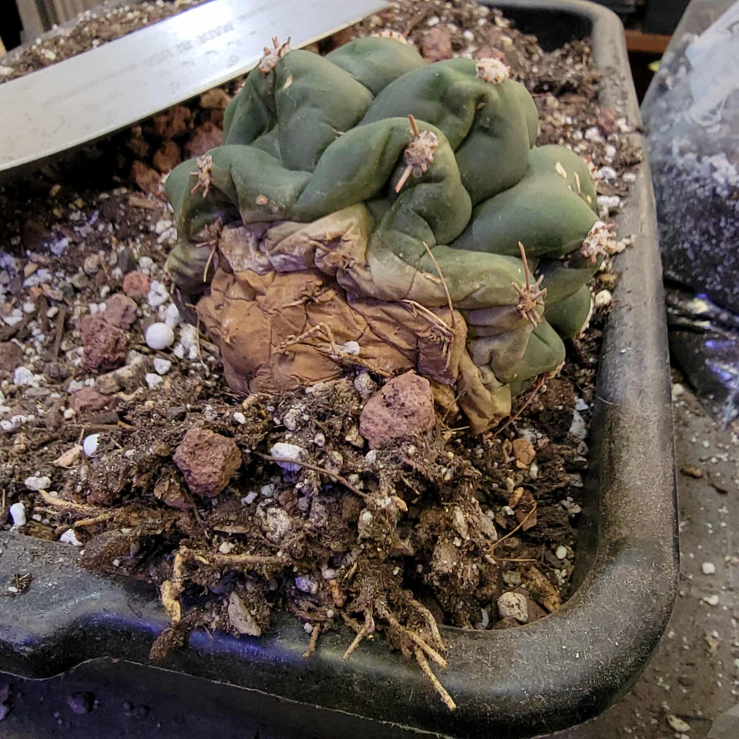 Gymnocalycium saglionis - Large