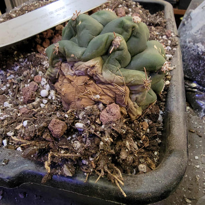 Gymnocalycium saglionis - Large