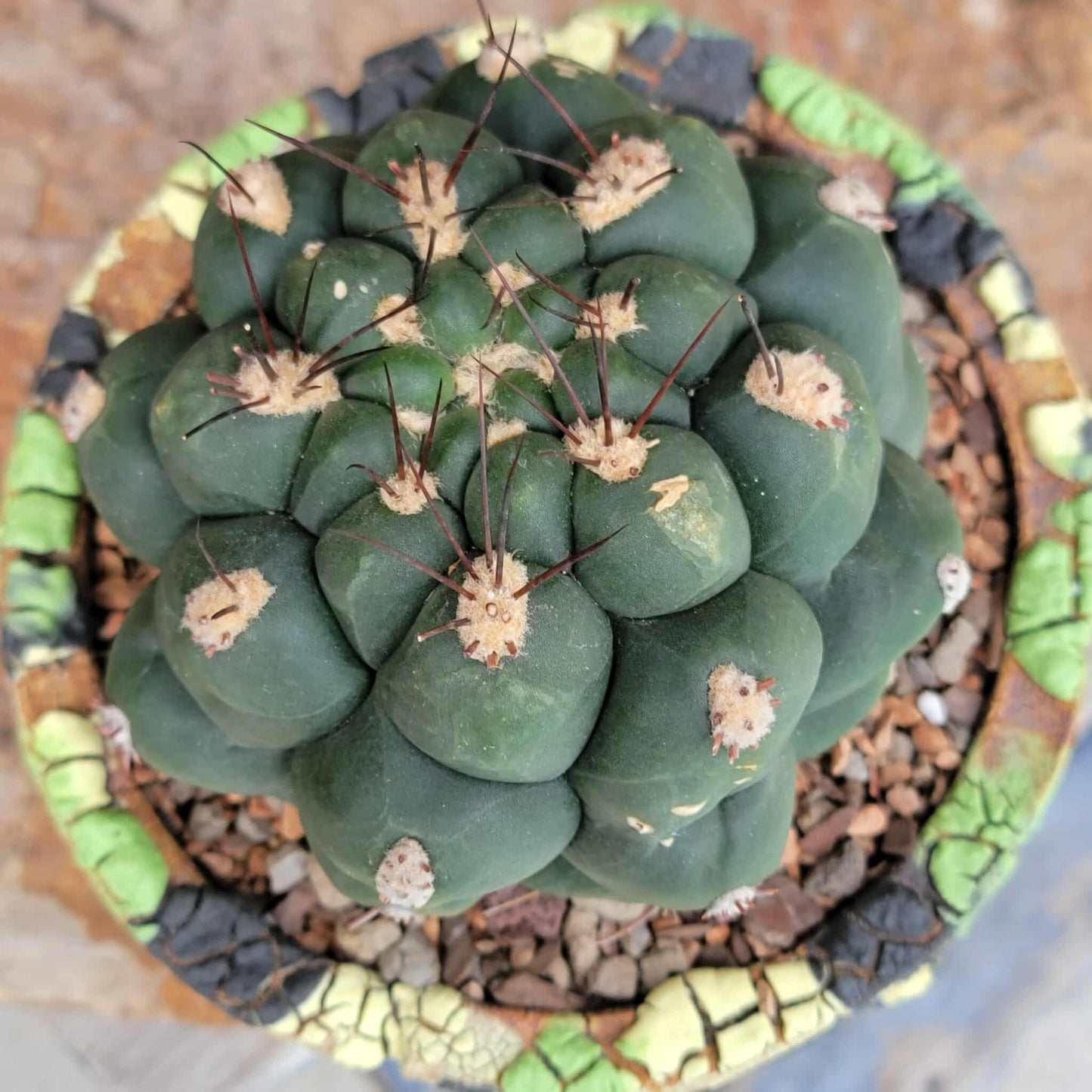 Gymnocalycium saglionis - Large